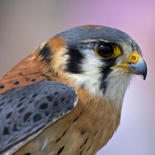 All falcon species in the world