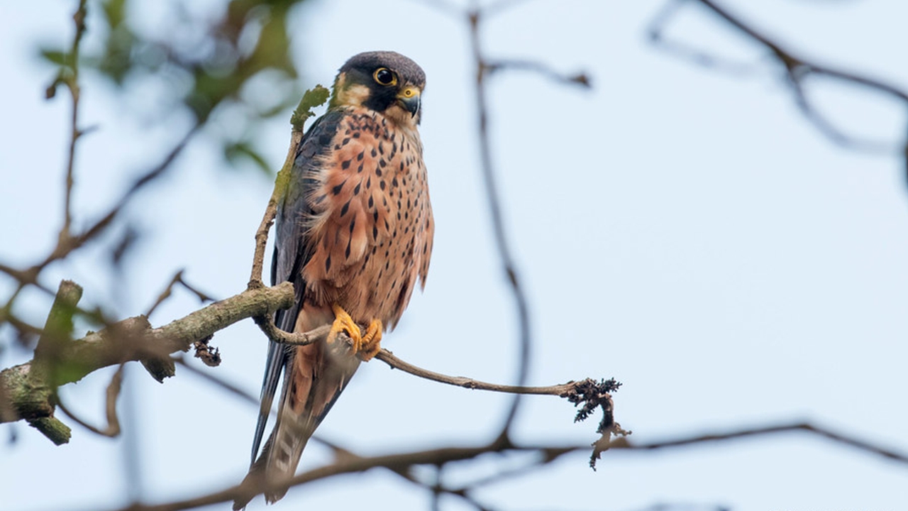 Afrikaanse Boomvalk - Falco cuvierii