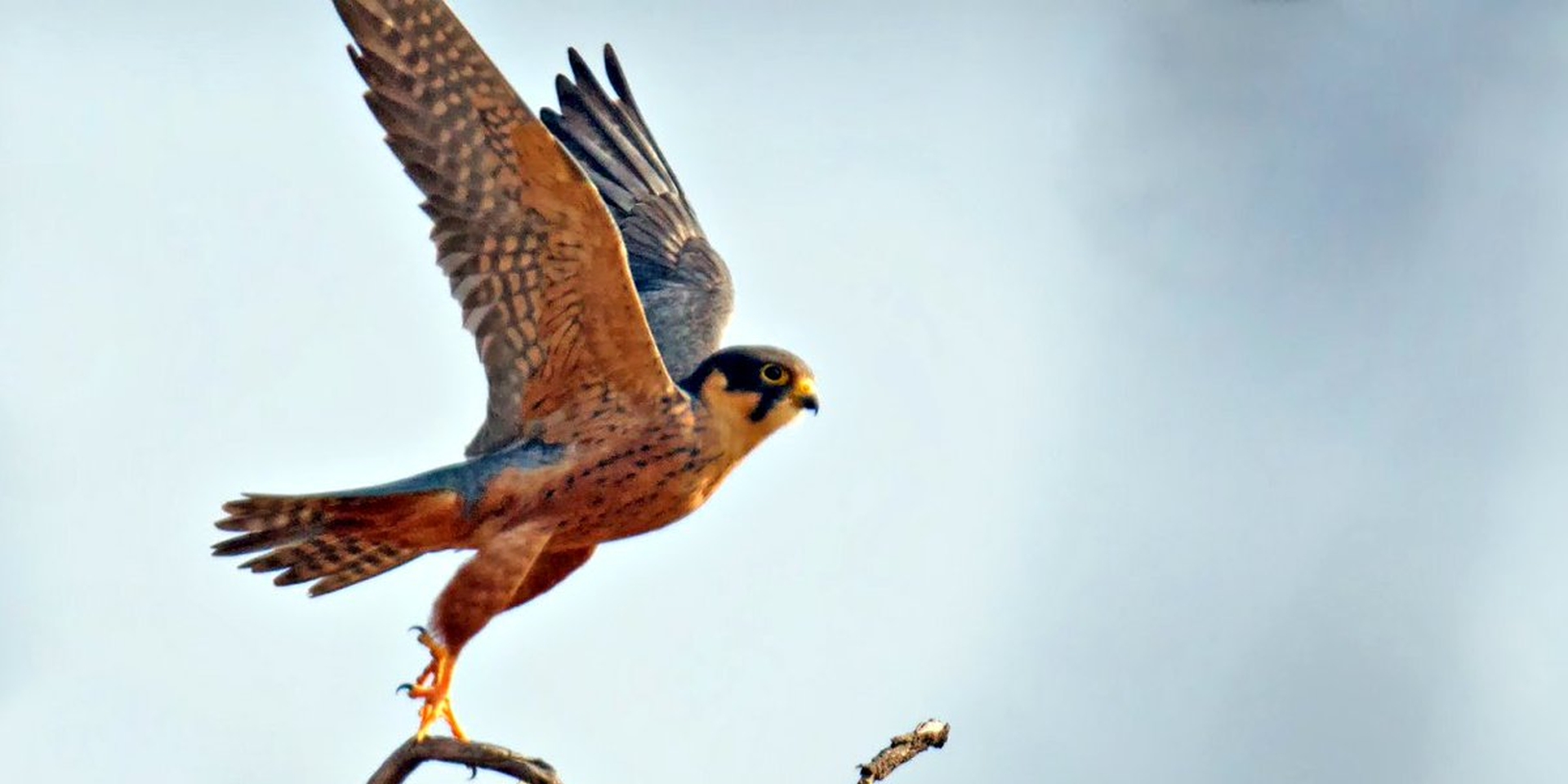 Afrikaanse Boomvalk - Falco cuvierii