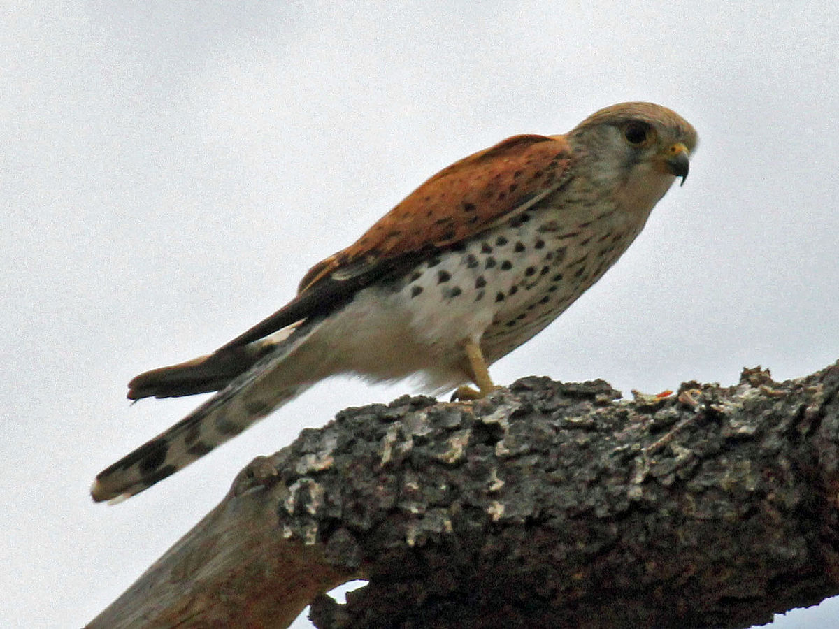 Madagaskar torenvalk - Falco newtoni