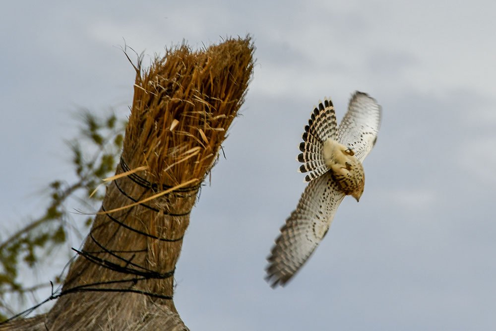 Madagaskar torenvalk - Falco newtoni
