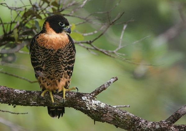 Roodborstvalk - Falco deiroleucus