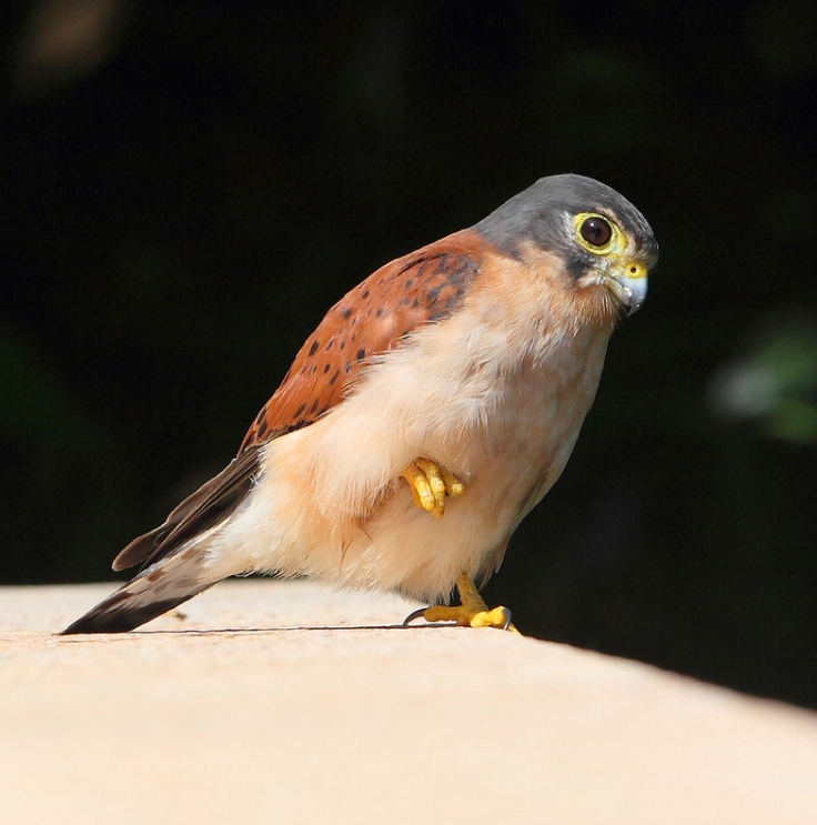 Seychellentorenvalk - Falco araeus
