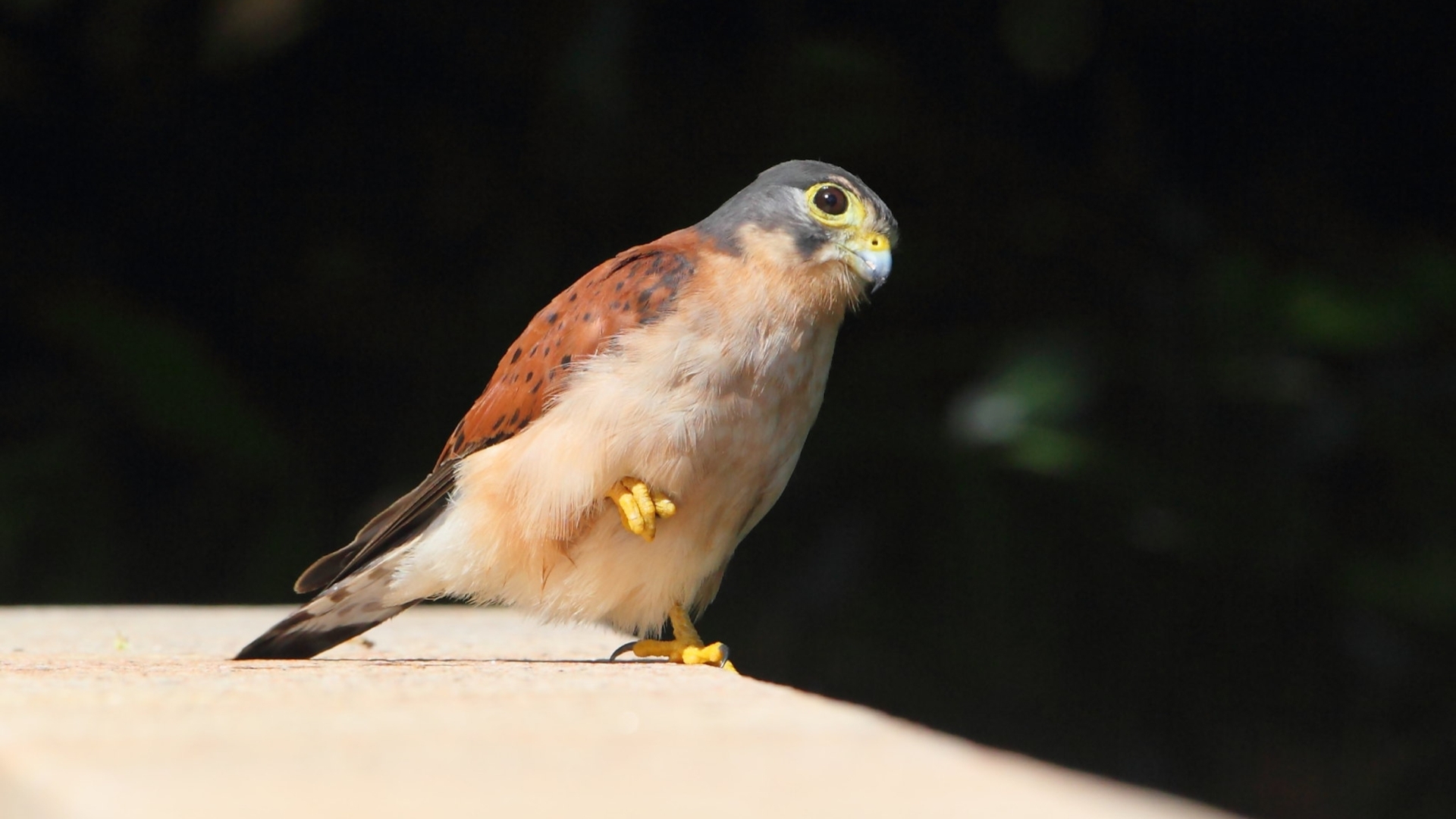 Seychellen torenvalk - Falco araeus