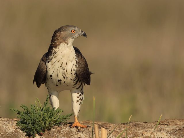 Foto van de maand september 2020