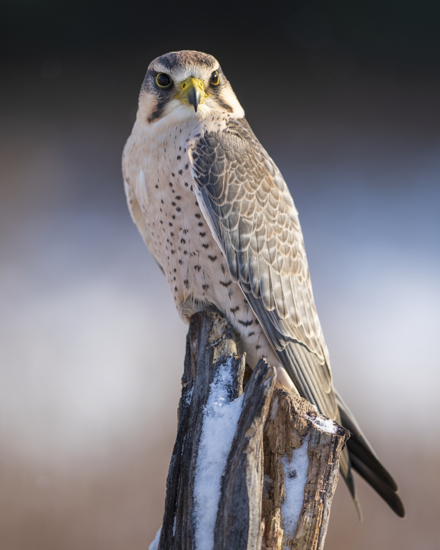 Roofvogel foto van de maand