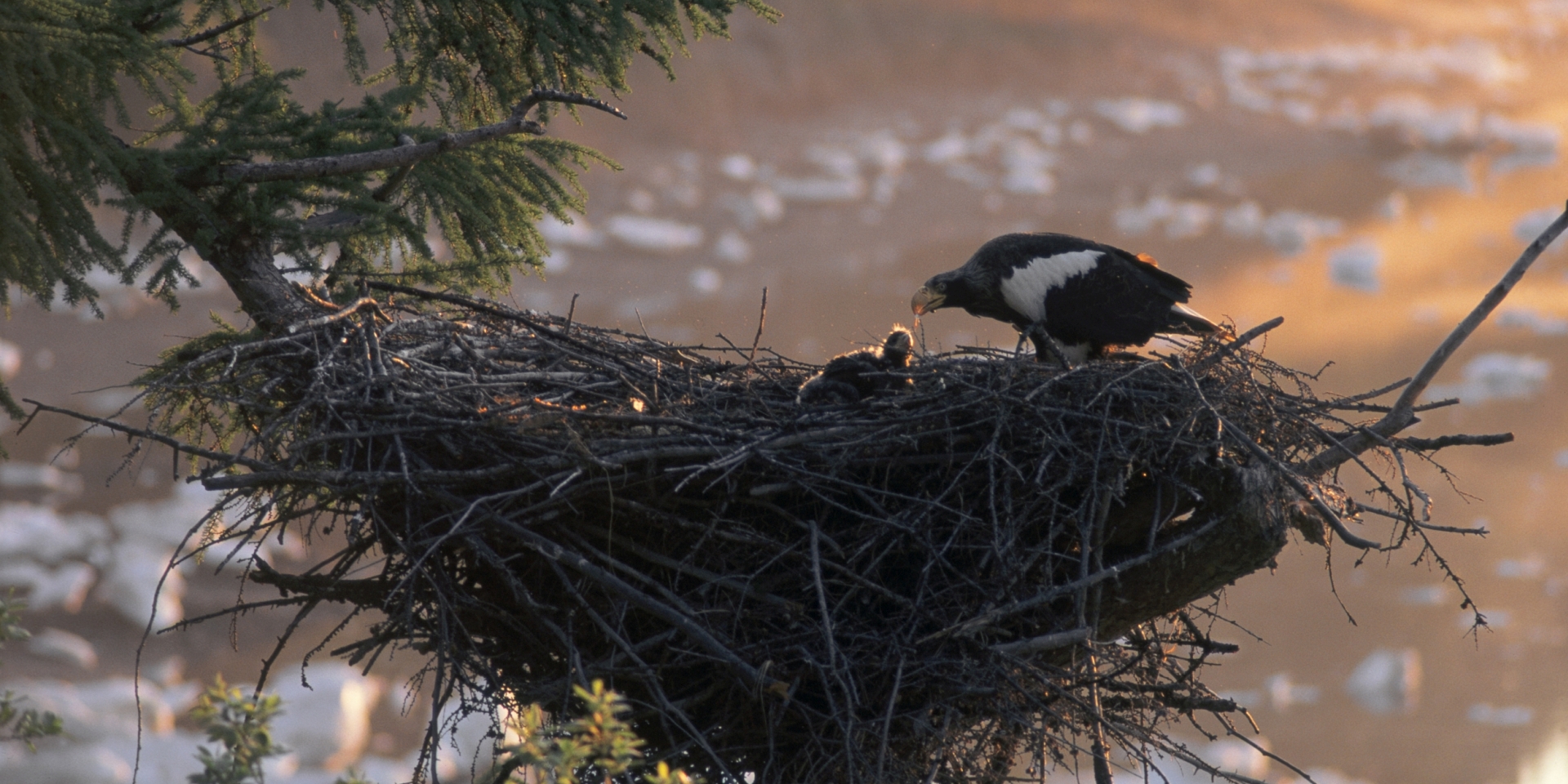 Broedseizoen bij roofvogels