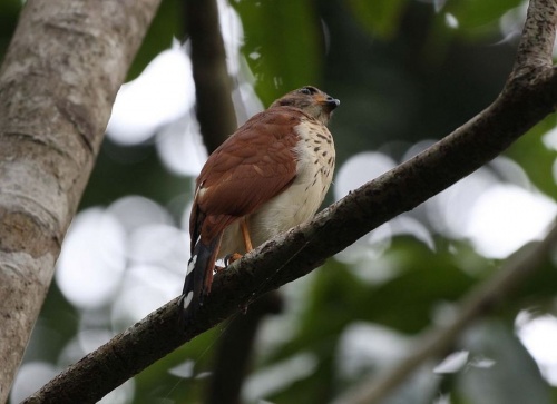 Vlekstaartsperwer - Accipiter trinotatus