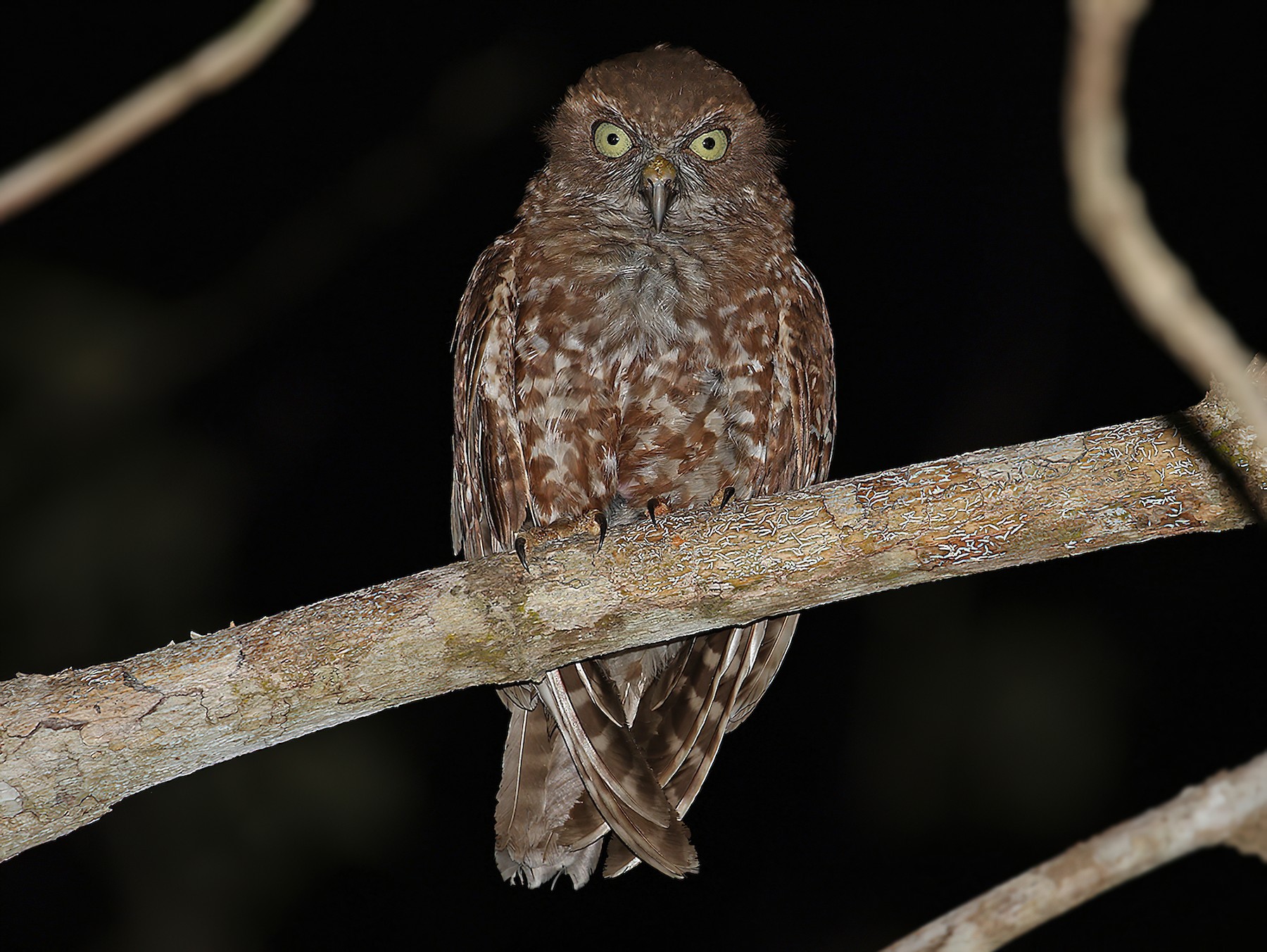 Alorboeboekuil - Ninox plesseni