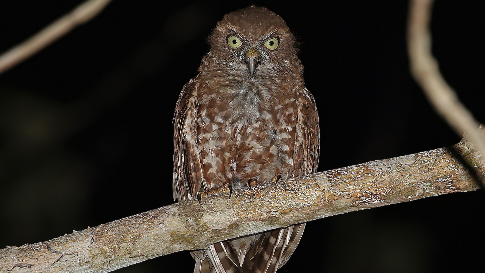 Alorboeboekuil - Ninox plesseni