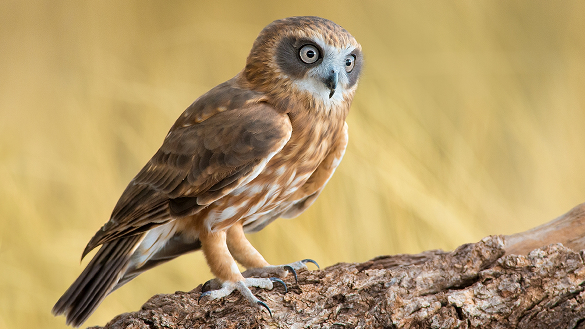 Australische boeboek - Ninox boobook