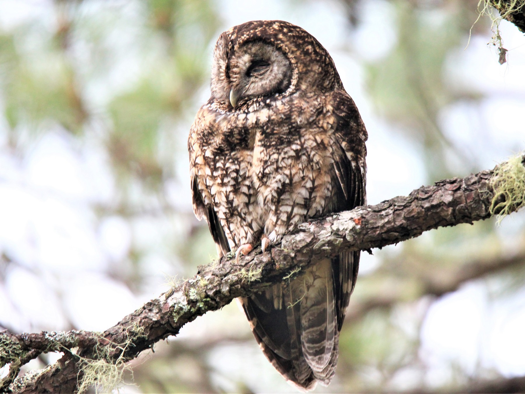 Kleine Himalayabosuil - Strix nivicolum