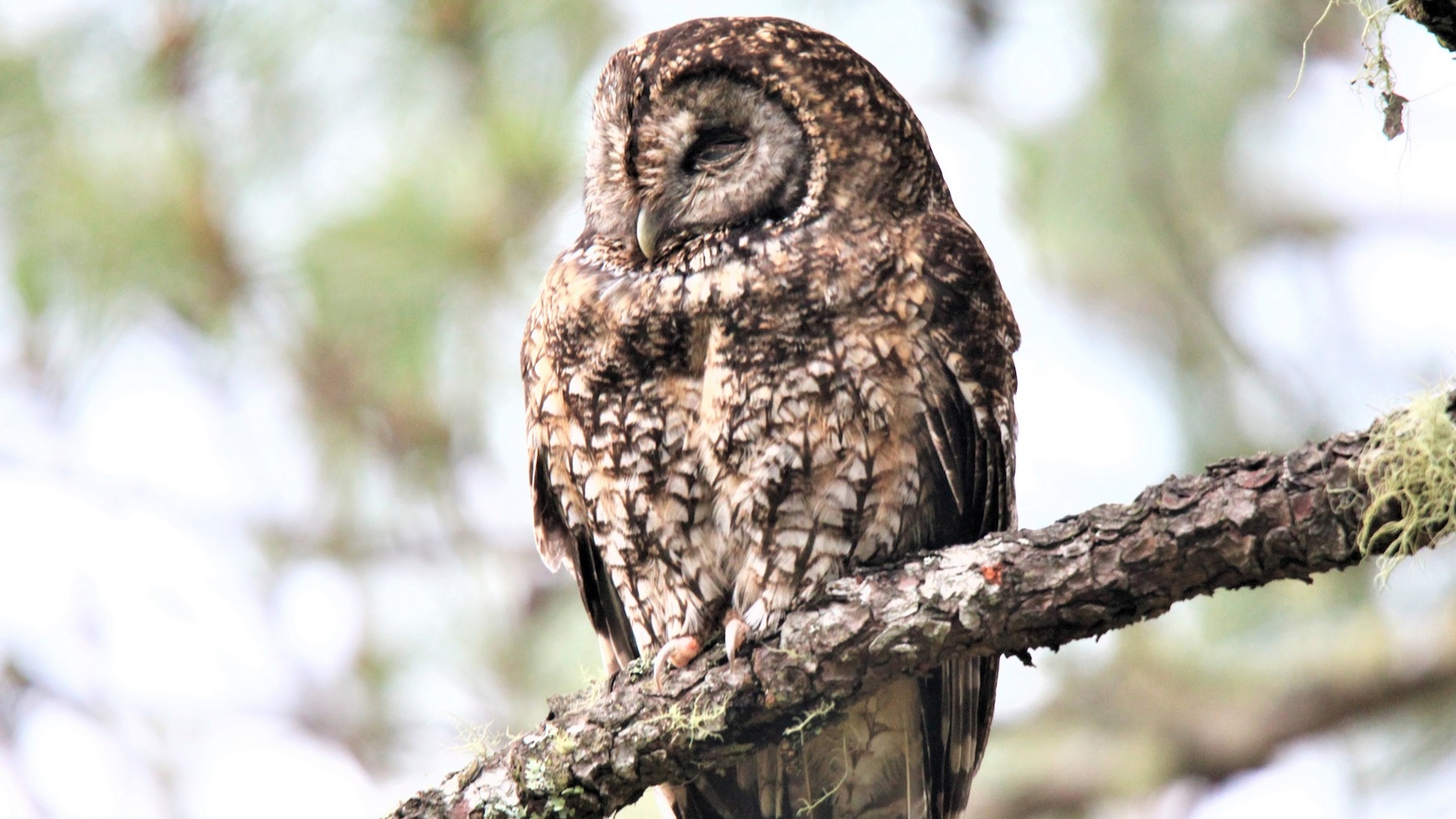 Kleine Himalayabosuil - Strix nivicolum