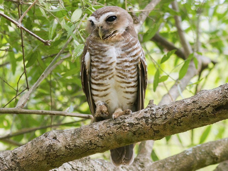 Madagaskar steenuil - Athene superciliaris