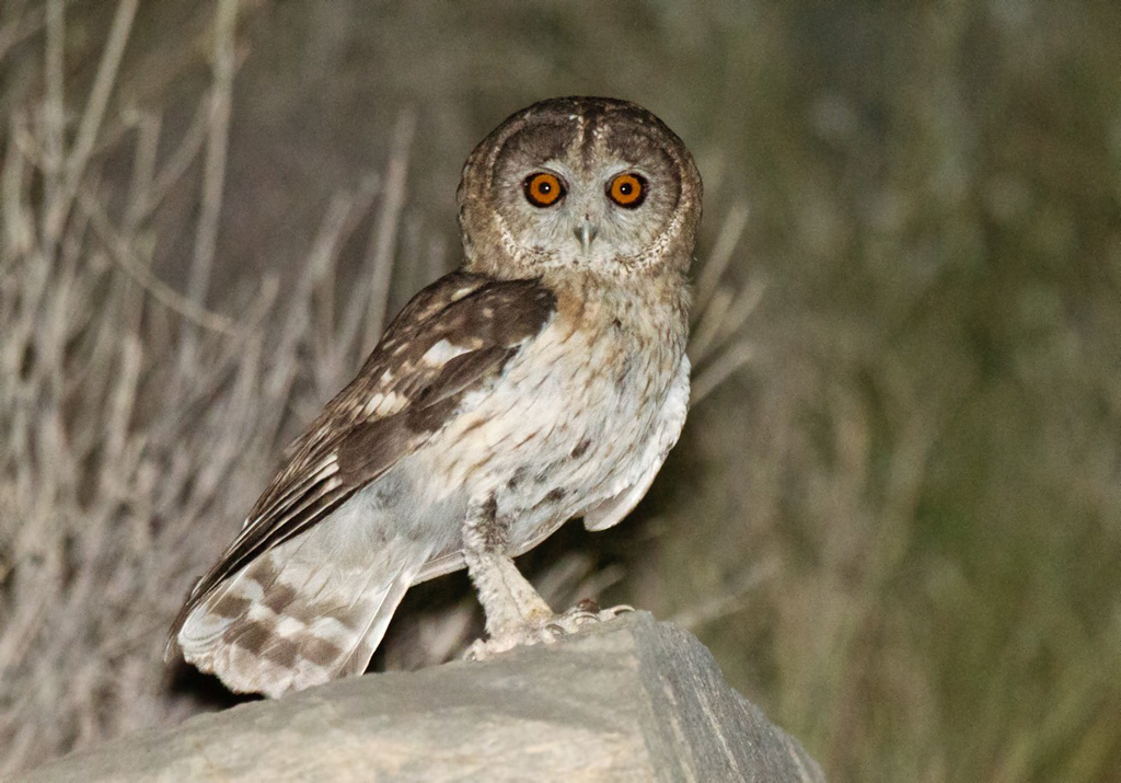 Omaanse uil - Strix butleri