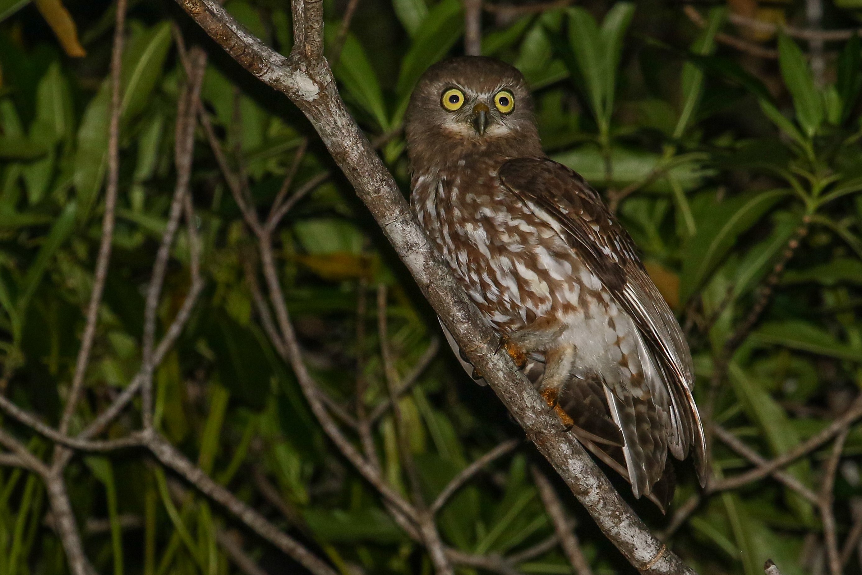 Timorboeboekuil - Ninox fusca