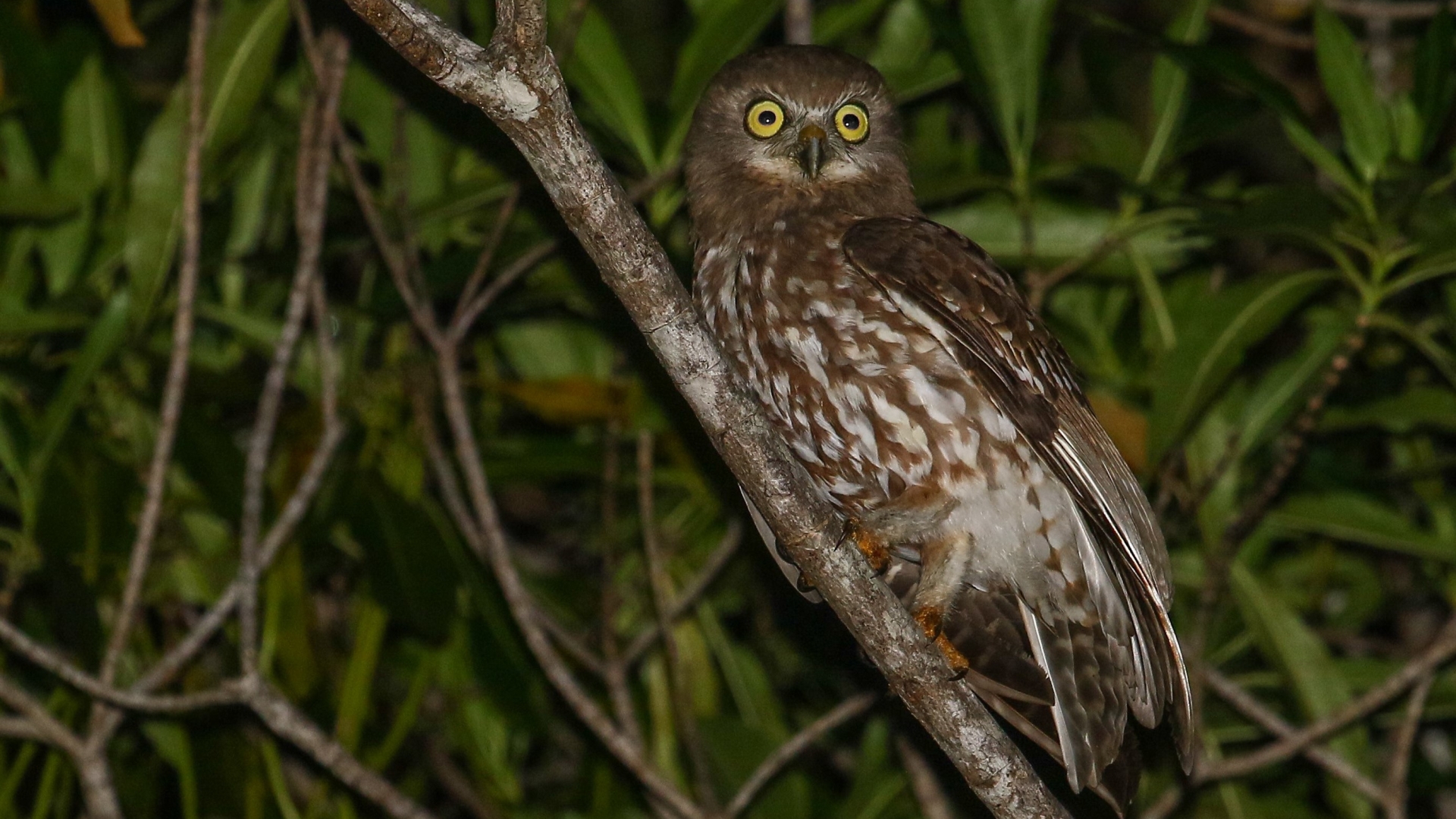 Timorboeboekuil - Ninox fusca